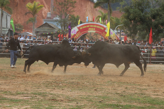 Hàng chục nghìn người đổ về Điện Biên Đông xem Hội chọi bò đầu Xuân