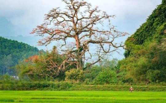 Cây gạo hơn 500 tuổi - cây di sản đầu tiên của Quảng Bình có gì đặc biệt?