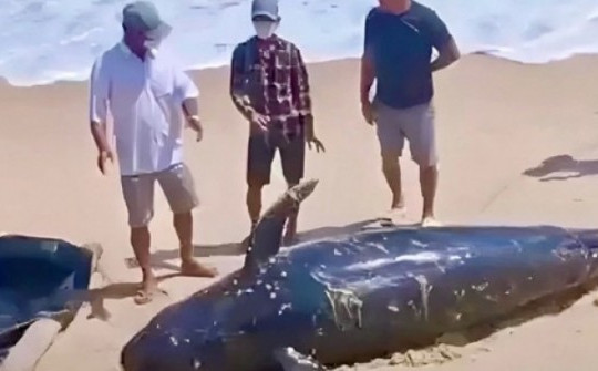 Xác cá voi nặng gần 1 tấn dạt vào bờ biển Khánh Hòa
