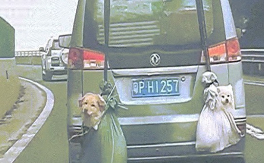 Hài hước 2 chú chó treo lủng lẳng sau xe về quê đón Tết