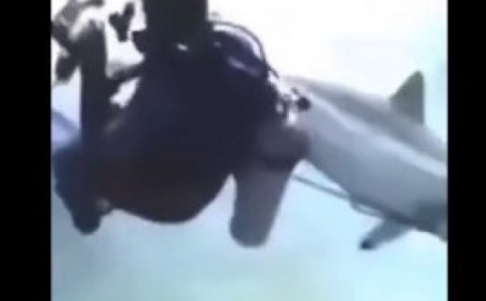 Video: Sợ hãi xem khoảnh khắc cá mập điên cuồng lao tới tấn công nhóm thợ lặn