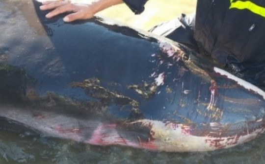 Giải cứu cá nhà táng "khủng" bị thương dạt vào biển Quy Nhơn