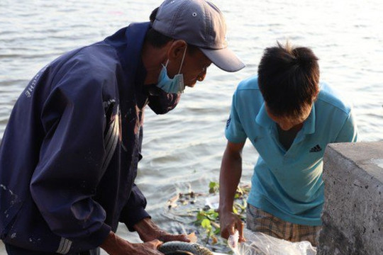 Cận cảnh bắt cá phóng sinh bán lại cho người đi thả ở sát sông Sài Gòn