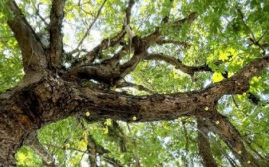 Tận thấy cây Trôm 150 năm tuổi đẹp như tranh được công nhận di sản Việt Nam