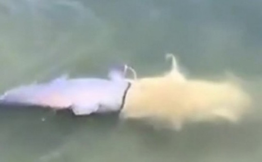 Video: Cảnh tượng cá trê suýt nuốt chửng đồng loại khiến người xem "sốc nặng"