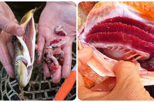 5 bộ phận bẩn nhất của cá, đừng ăn kẻo tích tụ độc tố hại thân