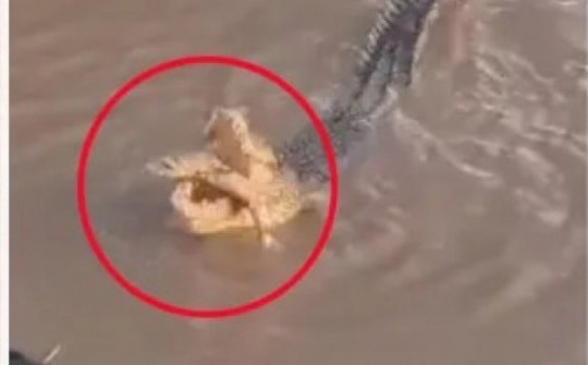 Video cá sấu ăn thịt cá mập lan truyền, giới chức Úc vào cuộc điều tra