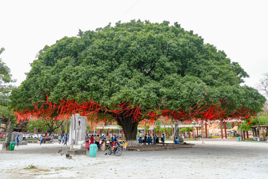Cây sanh cổ thụ tán vươn hơn 25m thu hút khách du lịch tại Huế