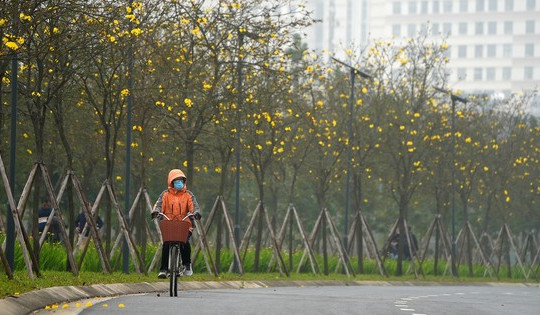 Mãn nhãn với đường hoa phong linh nở vàng đầu mùa trên đường phố Hà Nội