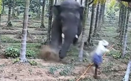 Video: Hai nông dân thoát khỏi cuộc tấn công của voi trong gang tấc