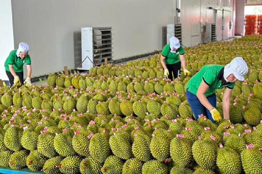 Lý do Việt Nam tăng mạnh xuất khẩu rau quả sang Trung Quốc