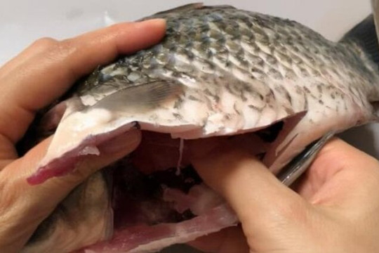 Có nên ăn lớp màng đen trong bụng cá?