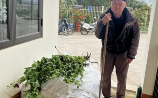 Ông lão 82 tuổi bí mật trồng 750 cây thuốc phiện cạnh nhà