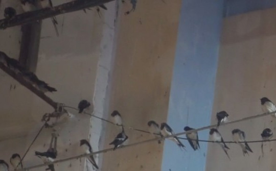 Người dân than phiền vì đàn chim én kéo về trung tâm TP Rạch Giá