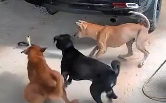 Video: Kịch tính màn "đối đầu" giữa bộ ba chú chó nhà và "hung thần" bò sát