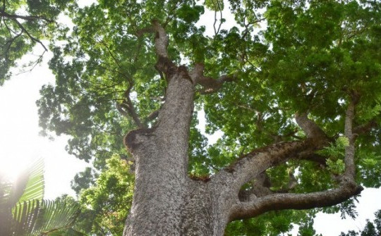 Những "cụ" cây bên trong vườn thú cổ bậc nhất thế giới ở TP.HCM