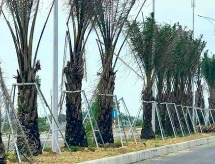 Thừa Thiên Huế rà soát dự án trồng, chăm sóc cây xanh theo yêu cầu Bộ Công an