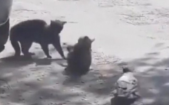 Video: Quạ "xúi giục" mèo đánh nhau