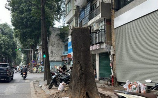Hà Nội: Công an vào cuộc điều tra vụ cây sao đen trăm tuổi trên phố chết khô