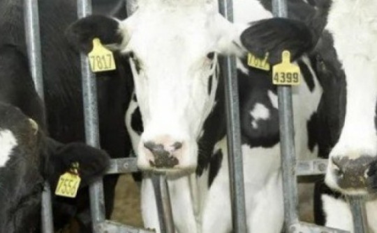 Lần đầu tiên phát hiện bò sữa mắc cúm gia cầm H5N1