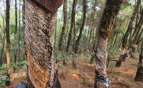 "Bức tử" 320 cây thông để lấy nhựa trái phép, bị phạt 2 triệu đồng