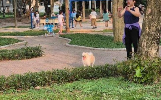 Đội bắt chó thả rông ở Hà Nội: Đem chó về, xử lý ra sao?