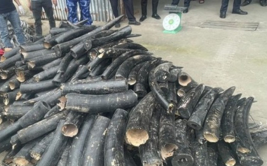 1,6 tấn ngà voi được sơn đen ngụy trang nhập lậu vào Việt Nam