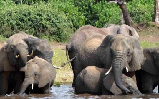 Quốc gia châu Phi dọa gửi 20.000 con voi đến Đức