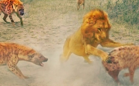 Linh cẩu bao vây sư tử giải cứu đồng loại