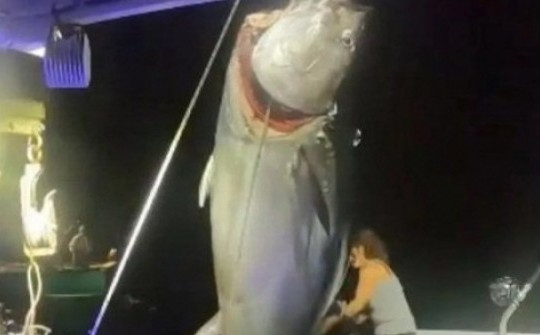 "Choáng váng" trước cảnh người phụ nữ một mình kéo con cá ngừ vây xanh nặng 450 kg lên thuyền