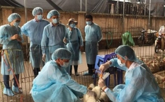 Việt Nam ghi nhận ca mắc cúm A(H9) đầu tiên trên người, Bộ Y tế chỉ đạo khẩn