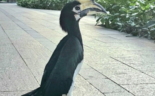 Bắt được chim quý hiếm ở trung tâm Sài Gòn