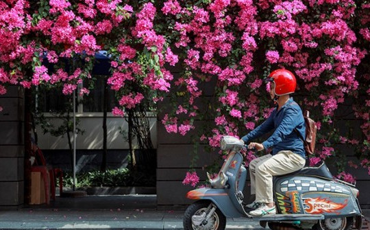 Mùa hoa giấy Sài Gòn
