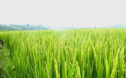 Luật Đất đai 2024: Không cần xác nhận 'nông dân' vẫn được nhận chuyển nhượng đất lúa