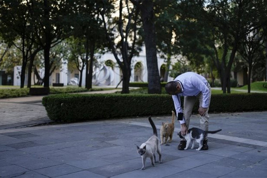 Mexico làm điều ‘chưa từng có’ với mèo hoang trong dinh tổng thống