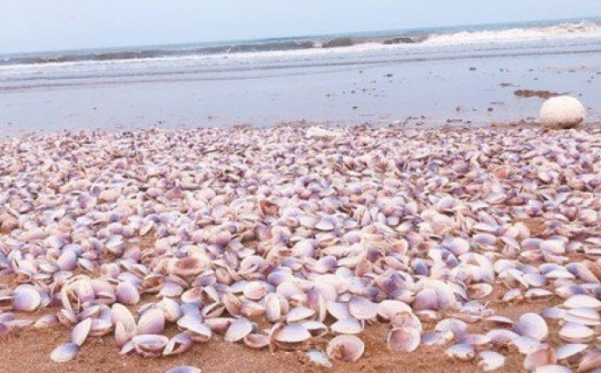 Hàng tấn nghêu tím bị sóng đánh dạt vào bờ ở Hà Tĩnh