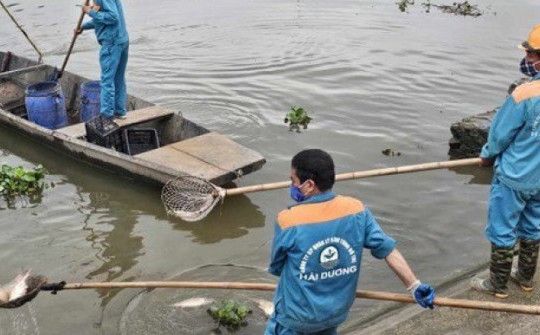 300 tấn cá chết nổi trắng sông: Chủ tịch UBND tỉnh Hải Dương yêu cầu rà soát nguồn thải