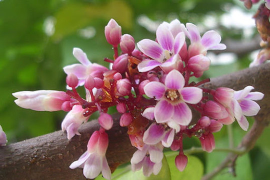 9 loại hoa quen thuộc có khả năng chữa bệnh