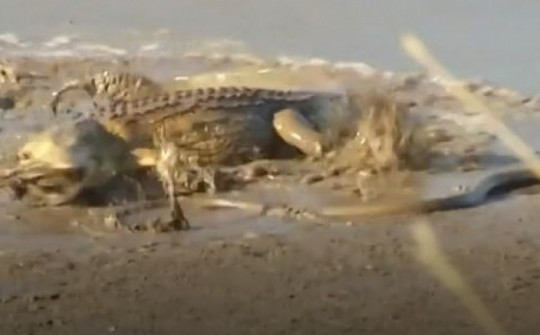 Clip: Cá sấu quăng quật, giết chết loài rắn nguy hiểm nhất châu Phi