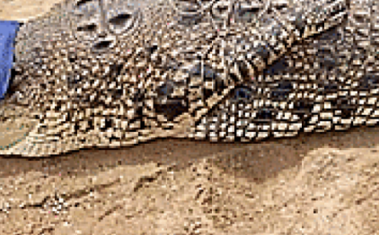 Kịch tính ngư dân vây bắt cá sấu “quái vật” nặng 500 kg