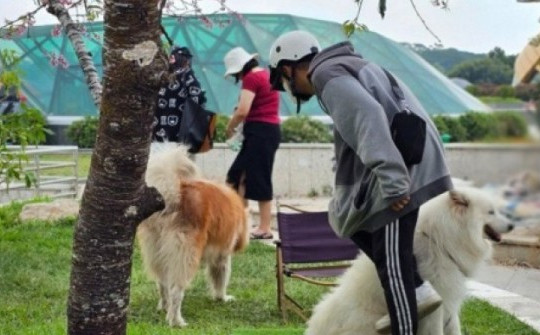 Vụ đưa chó ra chiếm gốc mai ở Đà Lạt: 3 thanh niên bị phạt