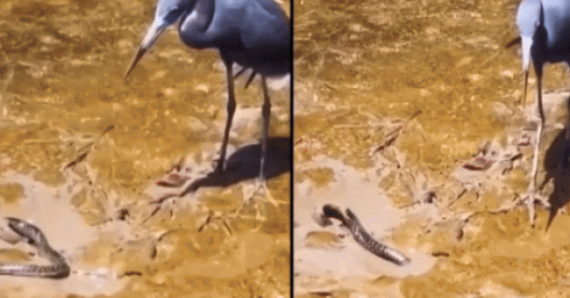 Chim dùng rắn làm công cụ bắt cá