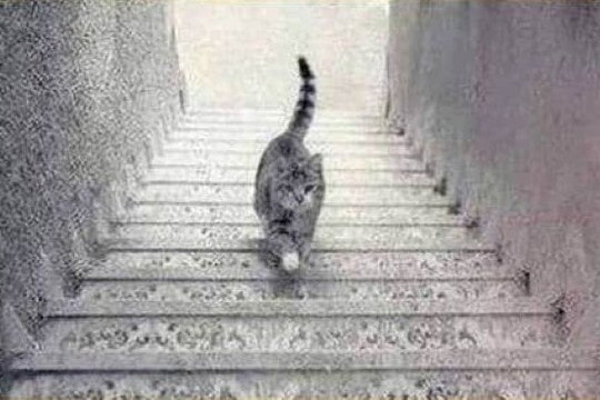 Bức ảnh gây tranh cãi: Con mèo đang đi lên hay xuống?