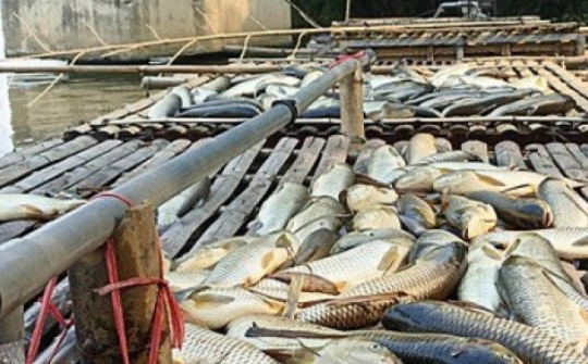 Cá chết bất thường trên sông Mã ở Thanh Hoá