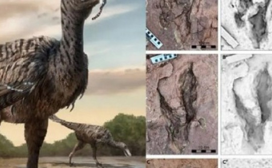 Kinh hoàng quái điểu lai khủng long cao 5 m ở Trung Quốc