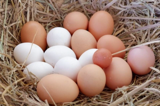 Trứng gà màu nâu và màu trắng loại nào tốt hơn?