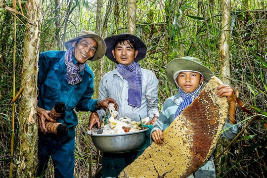 Về U Minh Hạ theo chân thợ rừng 'ăn ong'