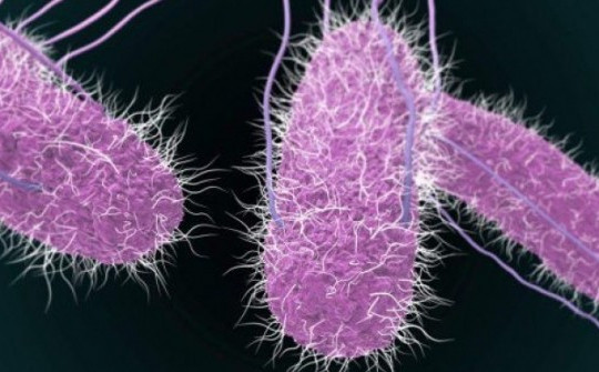 Phát hiện khuẩn Salmonella trong bệnh phẩm trẻ ngộ độc ở Đồng Nai