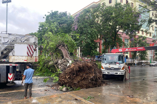 Cây đa cổ thụ cạnh cột mốc Km0 ở Hà Giang bị quật đổ