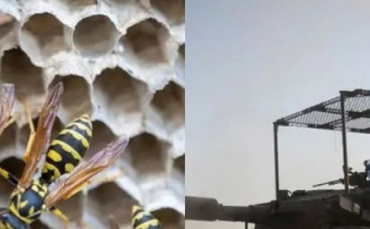 11 binh sĩ Israel nhập viện do bị ong bắp cày tấn công